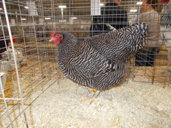 Barred Plymouth