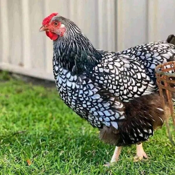 Wyandotte Chicken