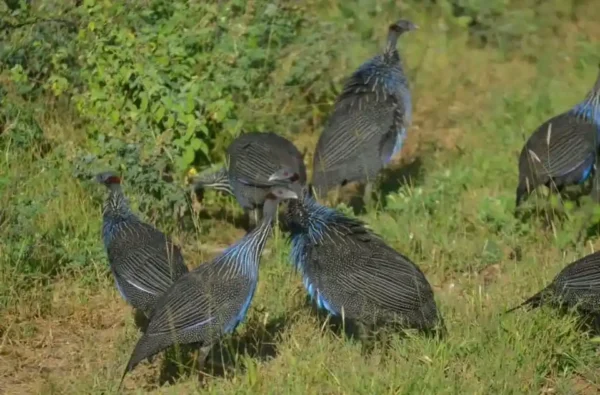 Vulturine Guinea Fowl