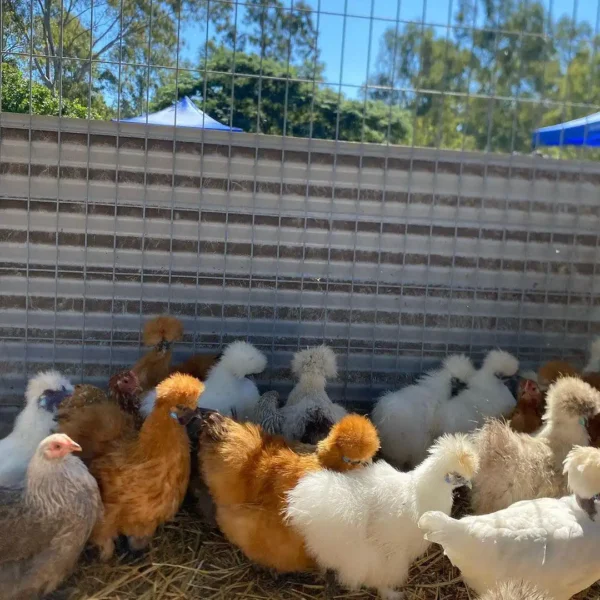 Silkie Hen